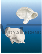 The model of temporal bone